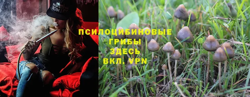 Галлюциногенные грибы Magic Shrooms  Ноябрьск 